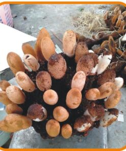 Nấm Ngọc Cẩu