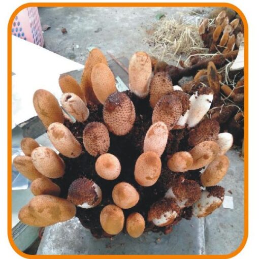 Nấm Ngọc Cẩu