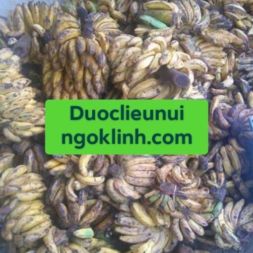 CHUỐI HỘT RỪNG - Hình ảnh 3