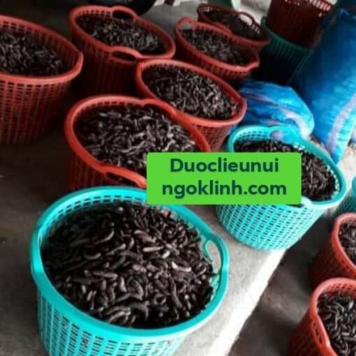 CHUỐI HỘT RỪNG - Hình ảnh 2