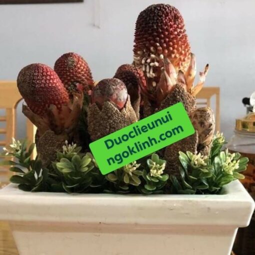 Nấm Ngọc Cẩu - Hình ảnh 2