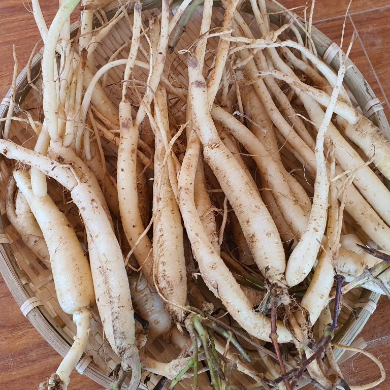 Cách sử dụng Sâm Dây Ngọc Linh Kon Tum
