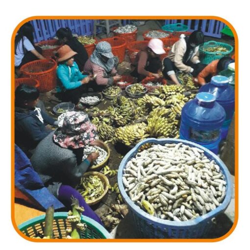 CHUỐI HỘT RỪNG - Hình ảnh 4