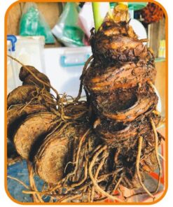 Thất Diệp Nhất Chi Hoa