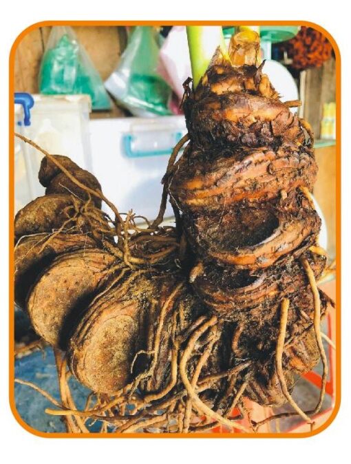 Thất Diệp Nhất Chi Hoa