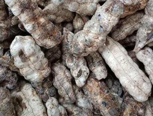 Chuối hột cô đơn