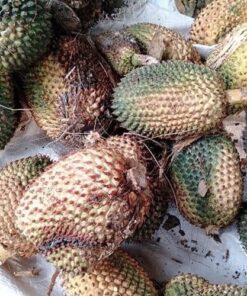 Dứa rừng