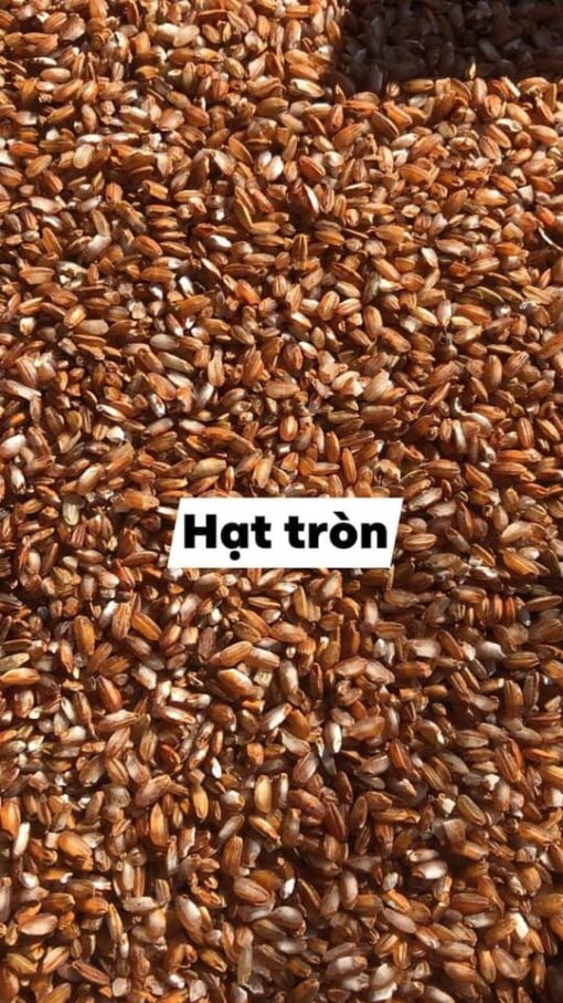 Gạo Đỏ - Hình ảnh 3
