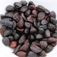 Hạt Dổi Rừng