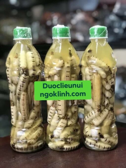 Mối Chúa - Hình ảnh 4