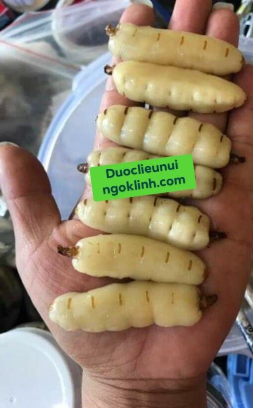 Mối Chúa - Hình ảnh 5