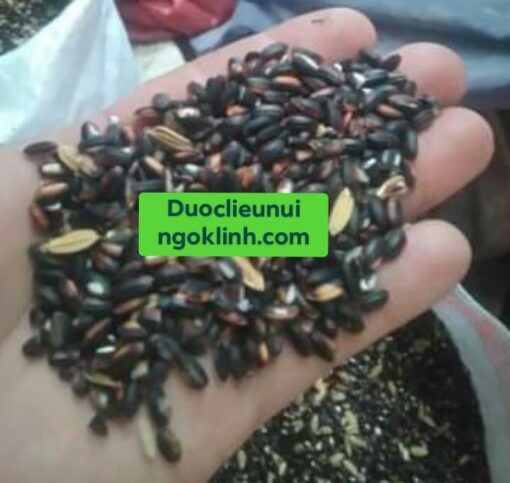 Nếp Cẩm - Hình ảnh 4