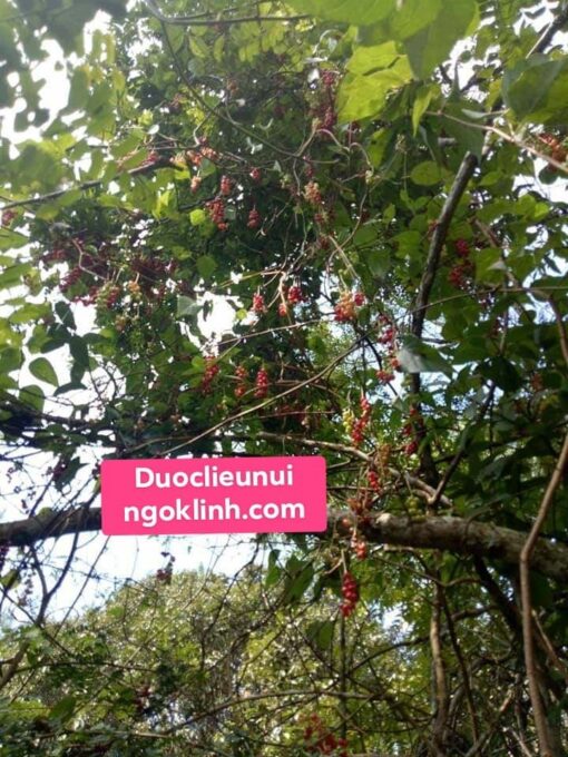 Ngũ Vị Tử - Hình ảnh 2