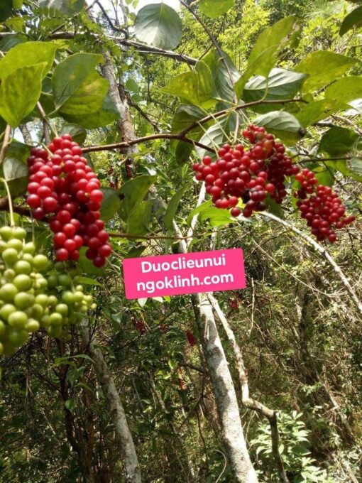 Ngũ Vị Tử - Hình ảnh 3