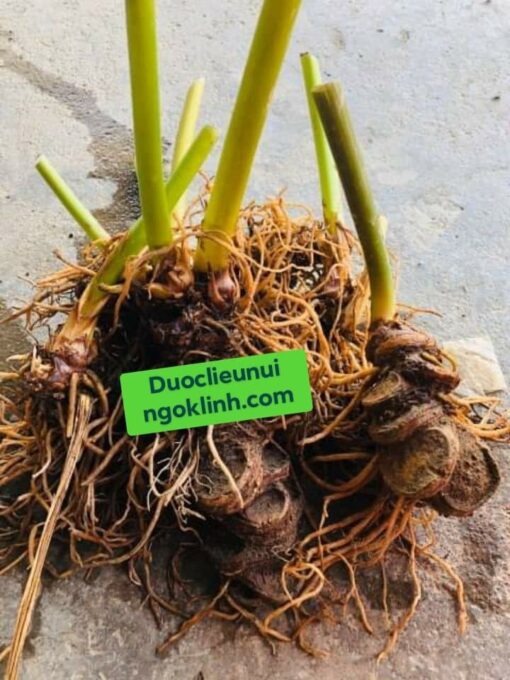 Thất Diệp Nhất Chi Hoa - Hình ảnh 3