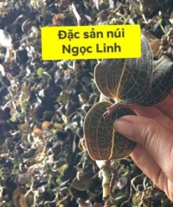 Lan Kim Tuyến