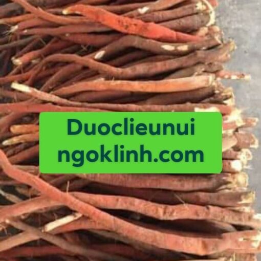 Sâm Cau Đỏ - Hình ảnh 2
