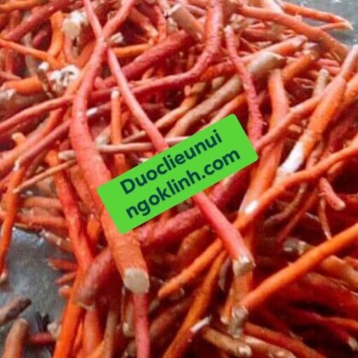 Sâm Cau Đỏ
