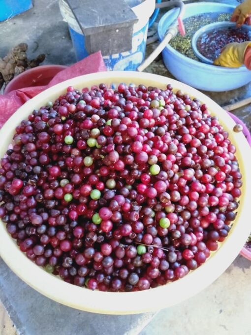 Rượu ngũ vị tử - Hình ảnh 2