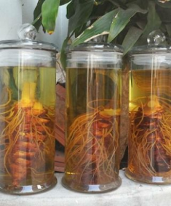 Rượu cây thất diệp nhất chi hoa