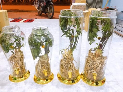 Rượu Sâm Đương Quy - Hình ảnh 3